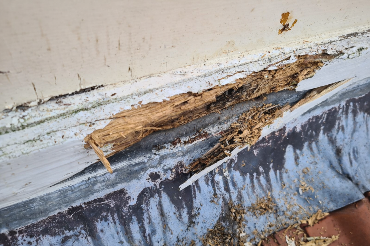 Occasion afbeelding: houtrot_2.png