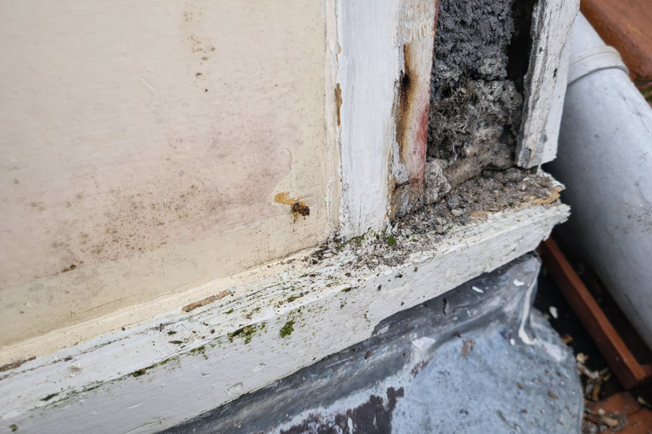 Occasion afbeelding: houtrot_3.png